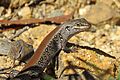 White's Skink, NSW