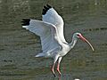 White Ibis (Eudocimus albus) RWD2
