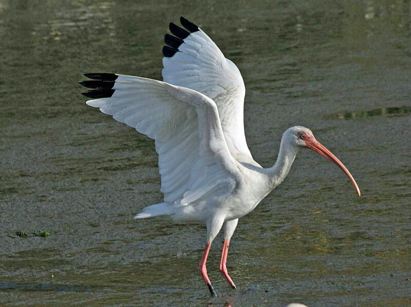 White Ibis (Eudocimus albus) RWD2