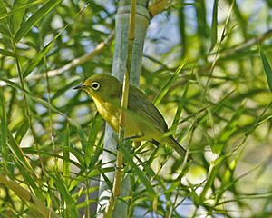 Yellow-bellied White-eye (Zosterops chloris).jpg