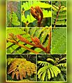 Yellow flame tree leaves collage