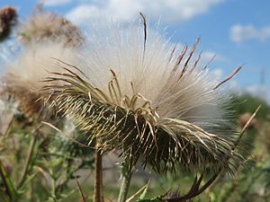 Photograph of mature seed head, showing fluffy pappi