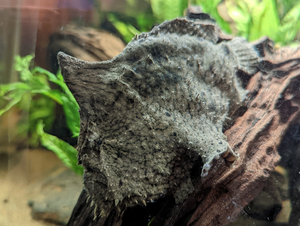 20220619 frogfish Antennarius biocellatus joseph stansbury rosin 02