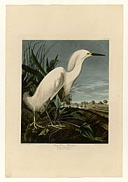 242 Snowy Heron or White Egret