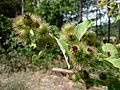 ARCTIUM MINUS - SANT JUST - IB-232 (Repalassa)