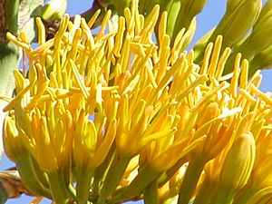 Agave eggersiana flower (no common name) (5840582128).jpg