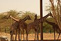 Al Ain Zoo Giraffe