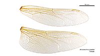Anaciaeschna jaspidea female wings (34921264221)