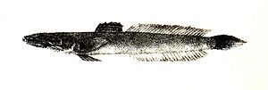 Apocryptichthys cantori Ford 62.jpg