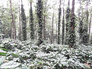 Araku Coffee Plantation