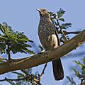 Arrow-marked babbler (Turdoides jardineii)