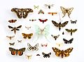 Moth Facts for Kids