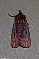 Austramathes purpurea 121025146