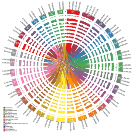 Avicennia marina chloroplast genome