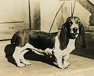 Basset hound history