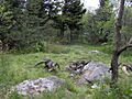 Black-mountains-deep-gap-nc1