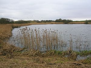 A small loch surrounded by reeds