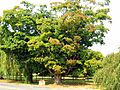 BlairSugarMapleTree