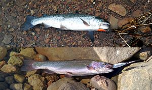Bonneville16 vs rainbow19 trout