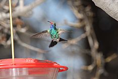 Broad-billed Hummingbird (Cynanthus latirostris) (3484147962)