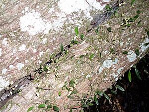 Bulbophyllum exiguum Royal National Park