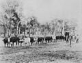Bullock team hauling timber in the Kilcoy district ca. 1912.