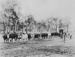Bullock team hauling timber in the Kilcoy district ca. 1912.