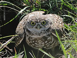 Burrowing Owl2 .flk (4)