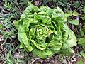 Buttercrunch butterhead lettuce