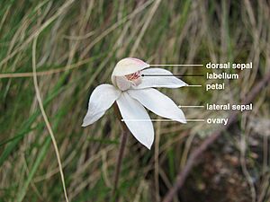 Caladenia alpina (labelled)