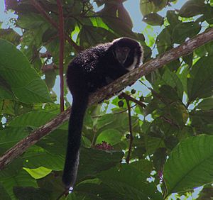 Callicebus lugens.jpg