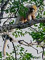 Callicebus pallescens - White-coated titi; Corumbá, Mato Grosso do Sul, Brazil