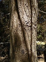 Callitris columellaris bark