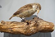 Camarhynchus pallidus - Hessisches Landesmuseum Darmstadt - Darmstadt, Germany - DSC00111.jpg