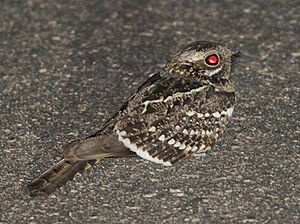 Caprimulgus fossii subsp mossambicus, Pretoriuskop, Birding Weto, a.jpg
