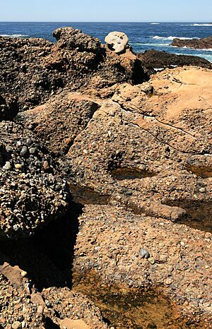 Carmelo Formation at Point Lobos