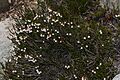 Cassiope mertensiana 9193