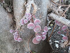 CauliflorousFig2804223800 39b6bb130b o
