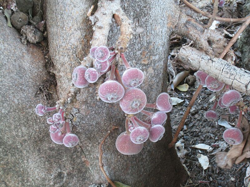 CauliflorousFig2804223800 39b6bb130b o