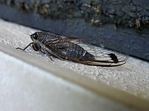 Cicadetta labeculata 1