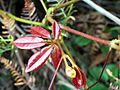 Cissus hypoglauca new red leaves