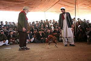 Cock fighting in رAfghanistan