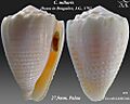 Conus miliaris 2