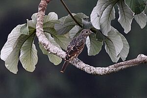 Cotinga nattererii -Panama-8a