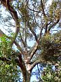 Cryptocarya obovata trunk & leaves
