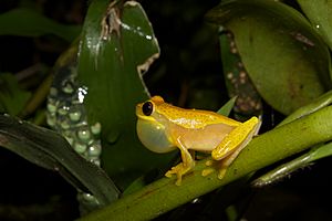 Dendropsophus ebraccatus, commonly known as the hourglass treefrog