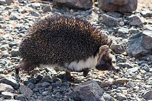 Desert Hedgehog from Saudi Arabia, Arabian Peninsula