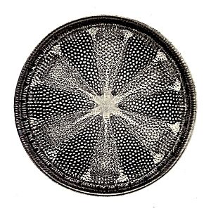 Diatom Helipelta metil
