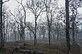 Dry Teak Forest Theppakadu Mudumalai Mar21 A7C 00488