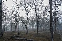 Dry Teak Forest Theppakadu Mudumalai Mar21 A7C 00488